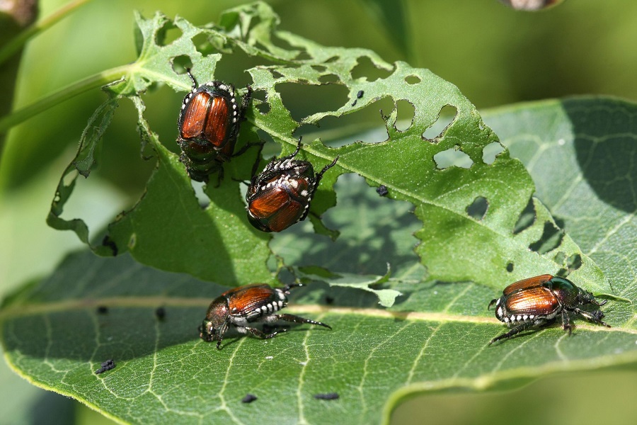 How to Get Rid of Japanese Beetle Infestation