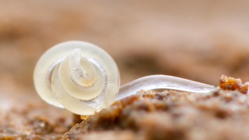 How to Get Rid of June Bugs Quickly