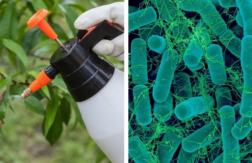 How to Get Rid of June Bugs Quickly