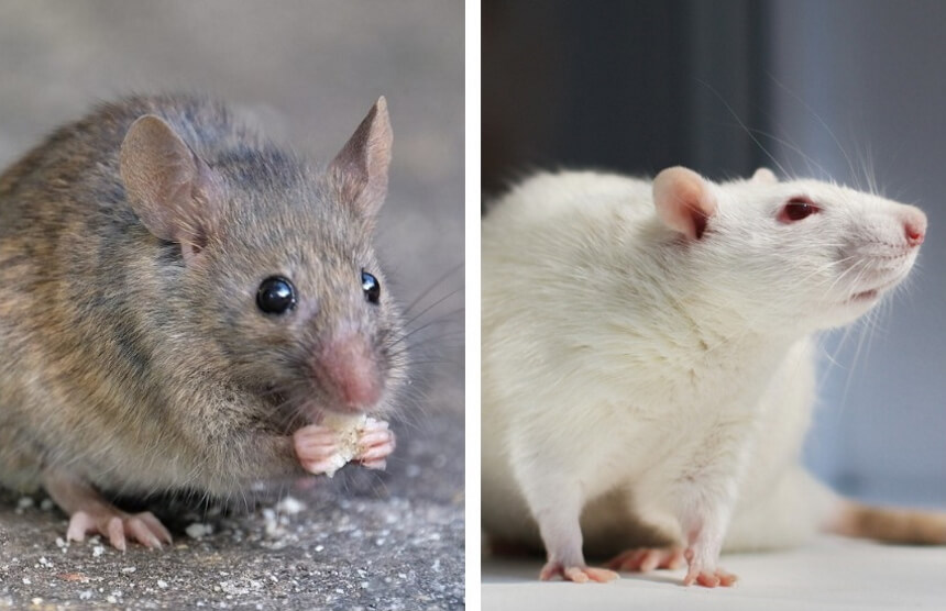 How to Get Rid of Mice - Effective Methods and Permanent Solutions