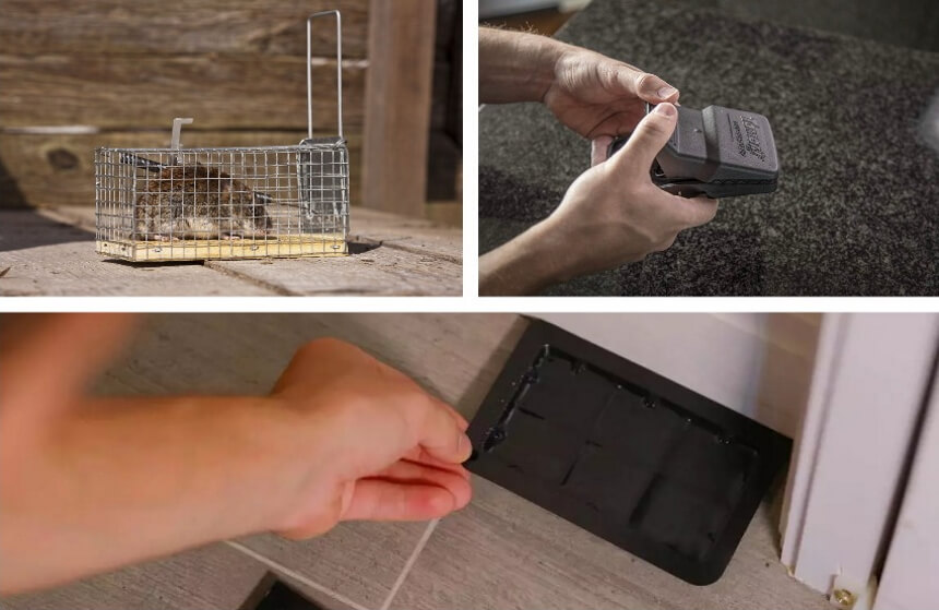 How to Get Rid of Mice - Effective Methods and Permanent Solutions