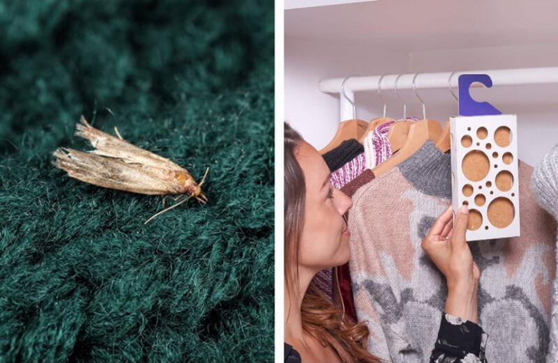 How to Get Rid of Moths: Natural Remedies and Treatments