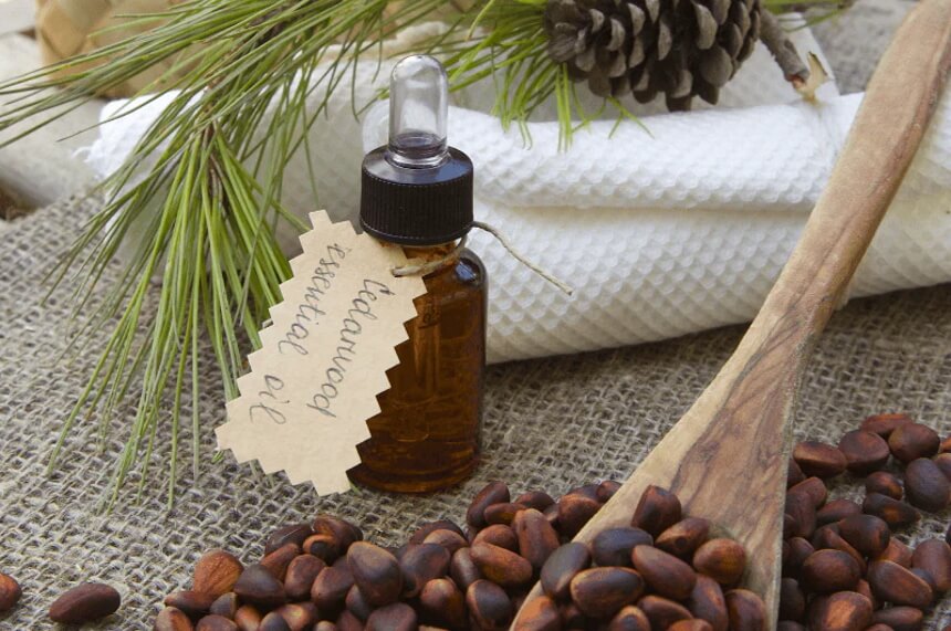 How to Get Rid of Moths: Natural Remedies and Treatments