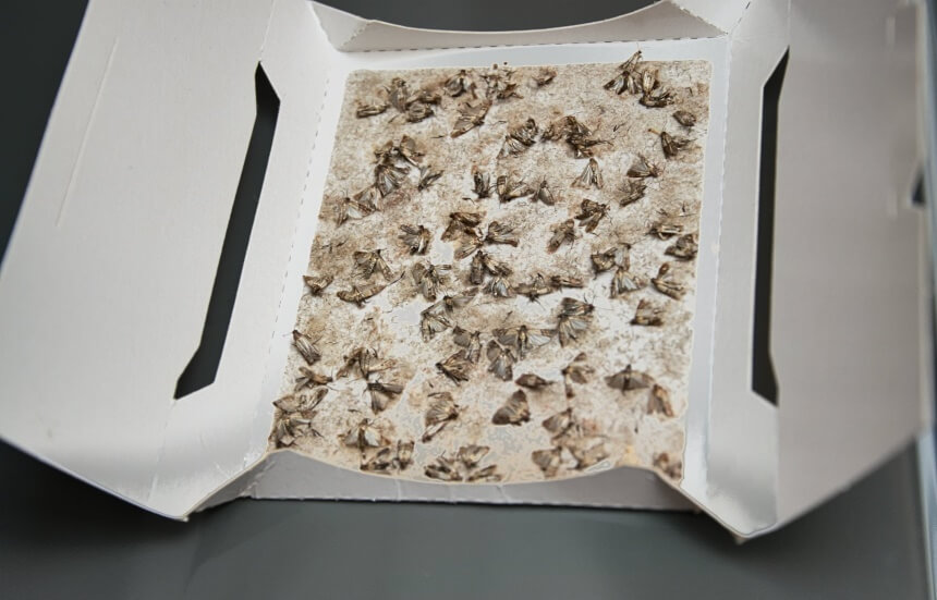 How to Get Rid of Moths: Natural Remedies and Treatments