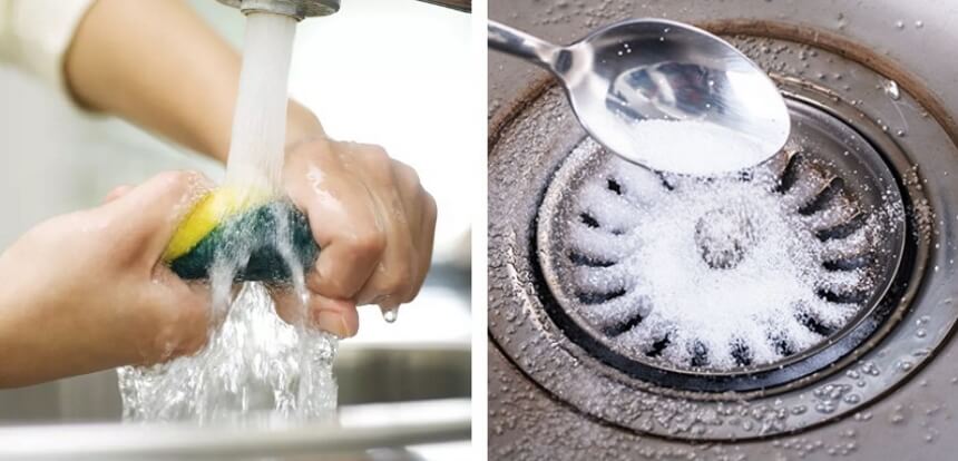 How to Get Rid of Phorid Humpbacked Flies