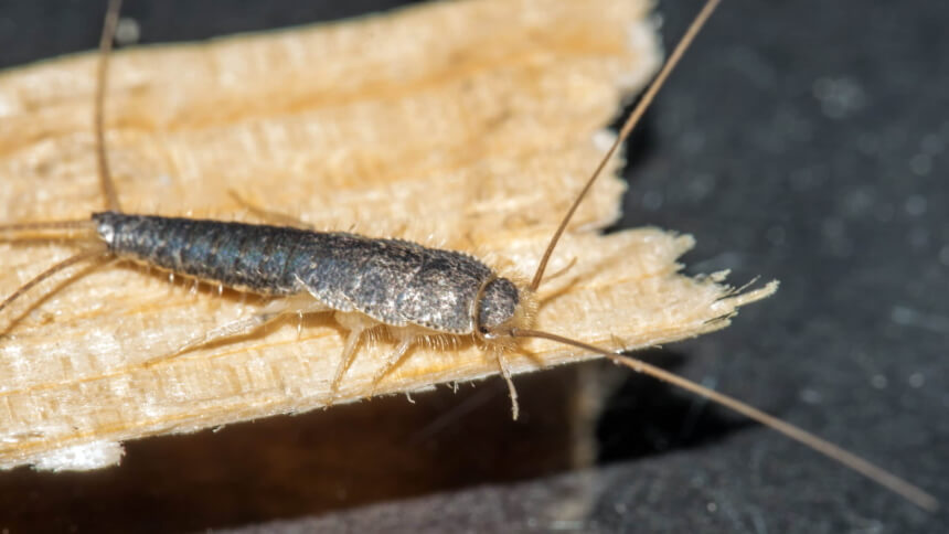 How to Get Rid of Silverfish and Prevent the Infestation