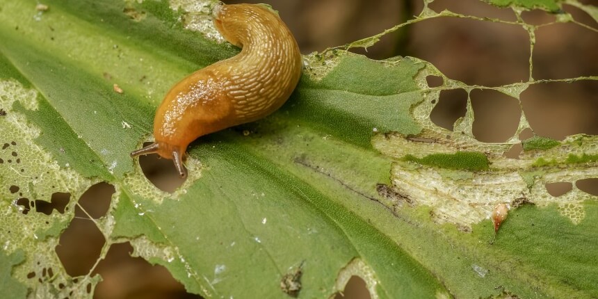 How to Get Rid of Slugs: No More Slimy Pests in Your Garden!
