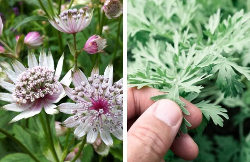 How to Get Rid of Slugs: No More Slimy Pests in Your Garden!