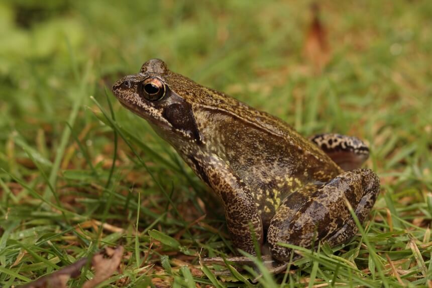 How to Get Rid of Slugs: No More Slimy Pests in Your Garden!