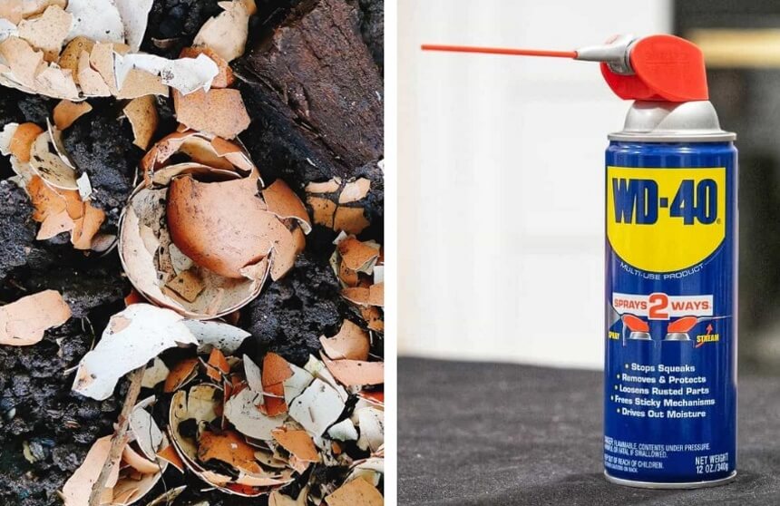 How to Get Rid of Slugs: No More Slimy Pests in Your Garden!