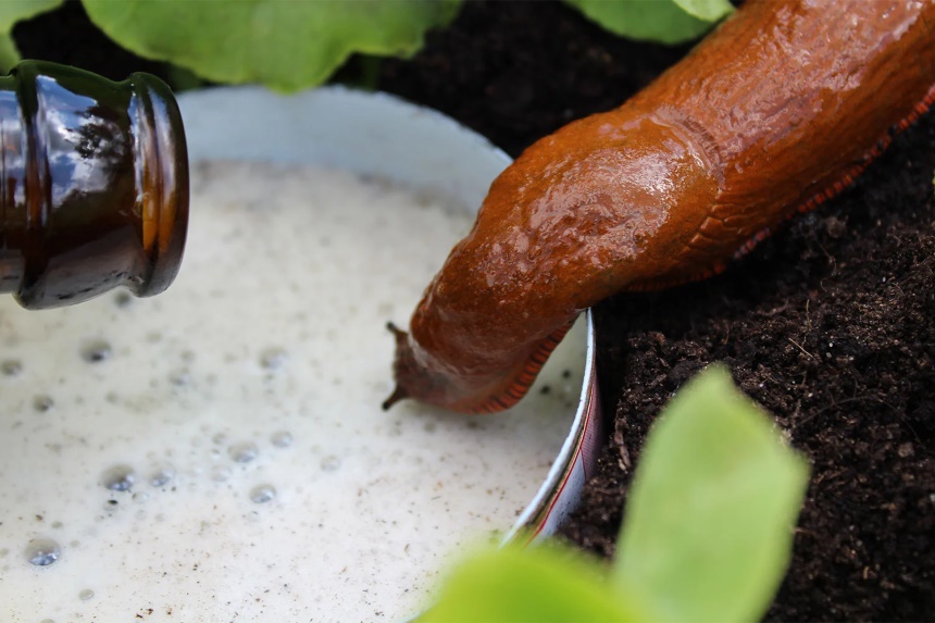 How to Get Rid of Slugs: No More Slimy Pests in Your Garden!