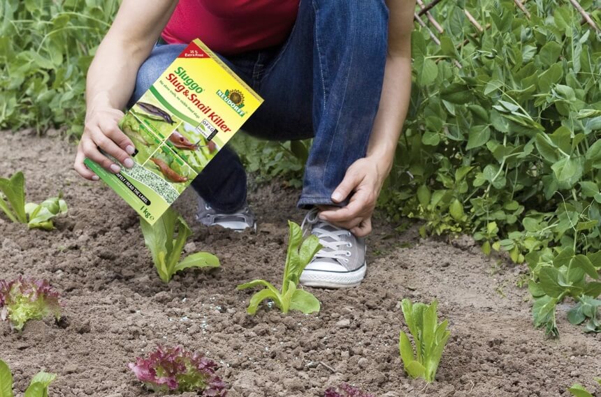 How to Get Rid of Slugs: No More Slimy Pests in Your Garden!