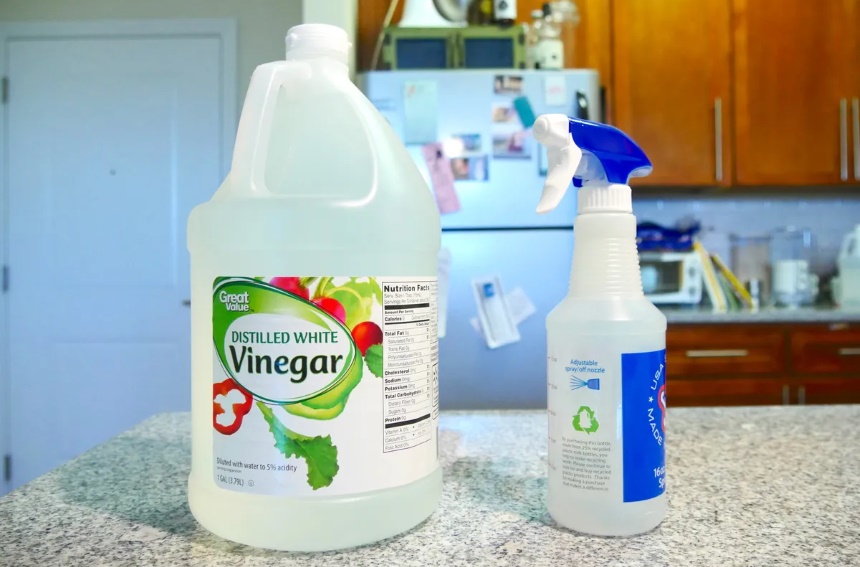 How to Get Rid of Spiders Home Remedies and Chemical Treatments