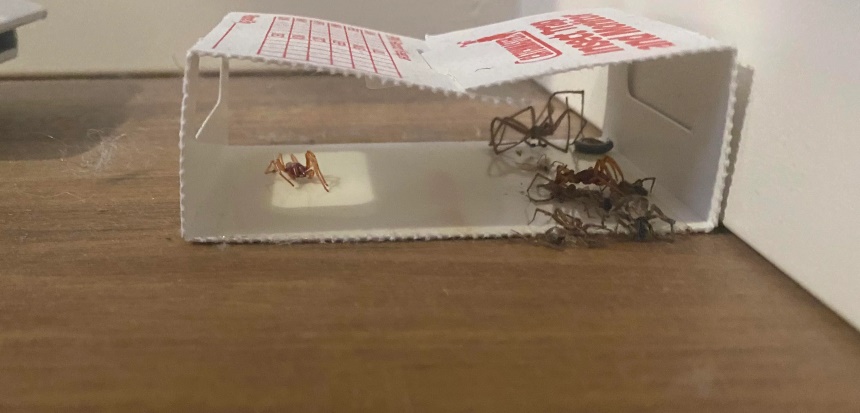 How to Get Rid of Spiders Home Remedies and Chemical Treatments