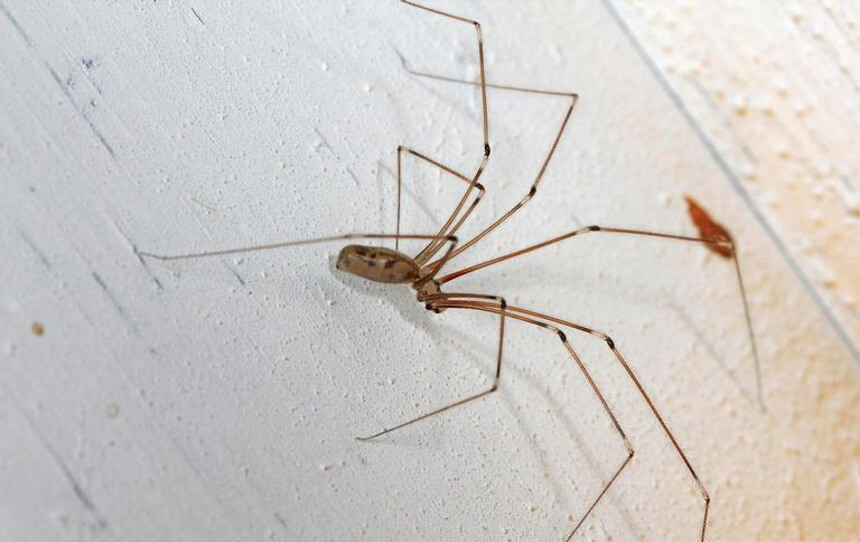 How to Get Rid of Spiders Home Remedies and Chemical Treatments