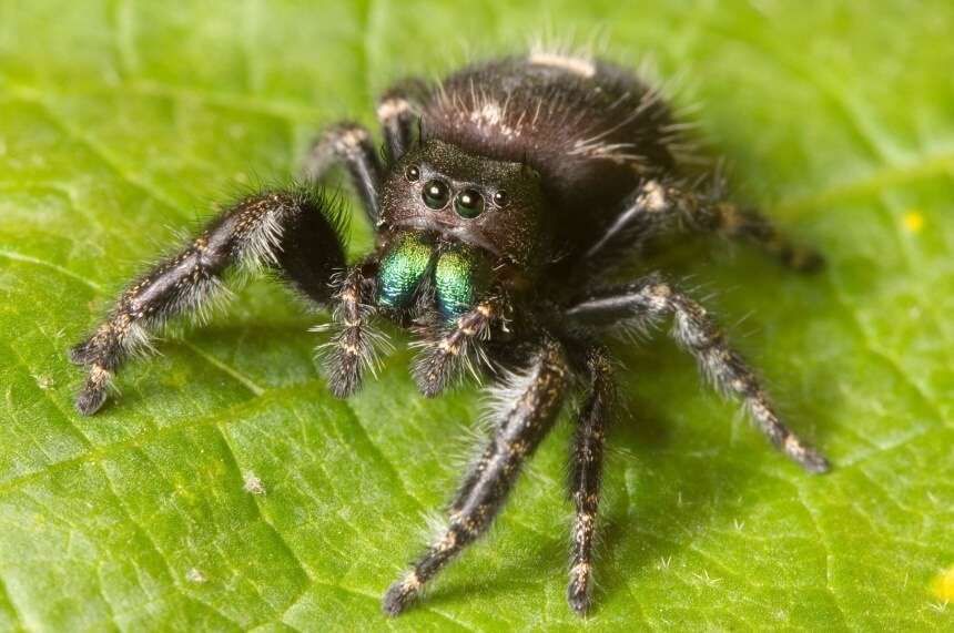 How to Get Rid of Spiders Home Remedies and Chemical Treatments