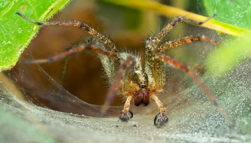 How to Get Rid of Spiders Home Remedies and Chemical Treatments