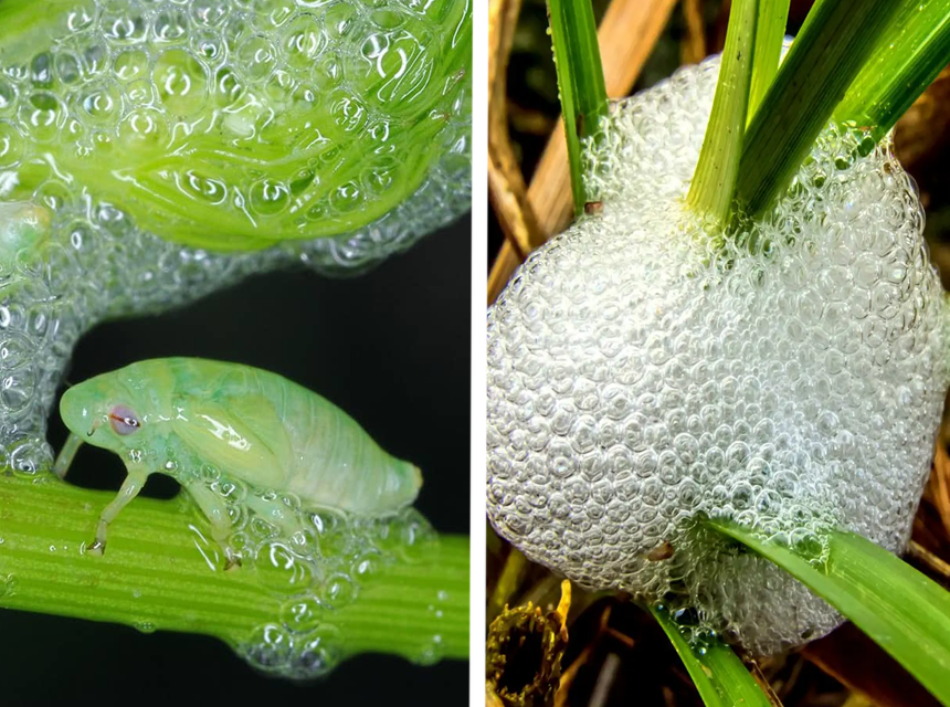 How to Get Rid of Spittlebugs in the Garden