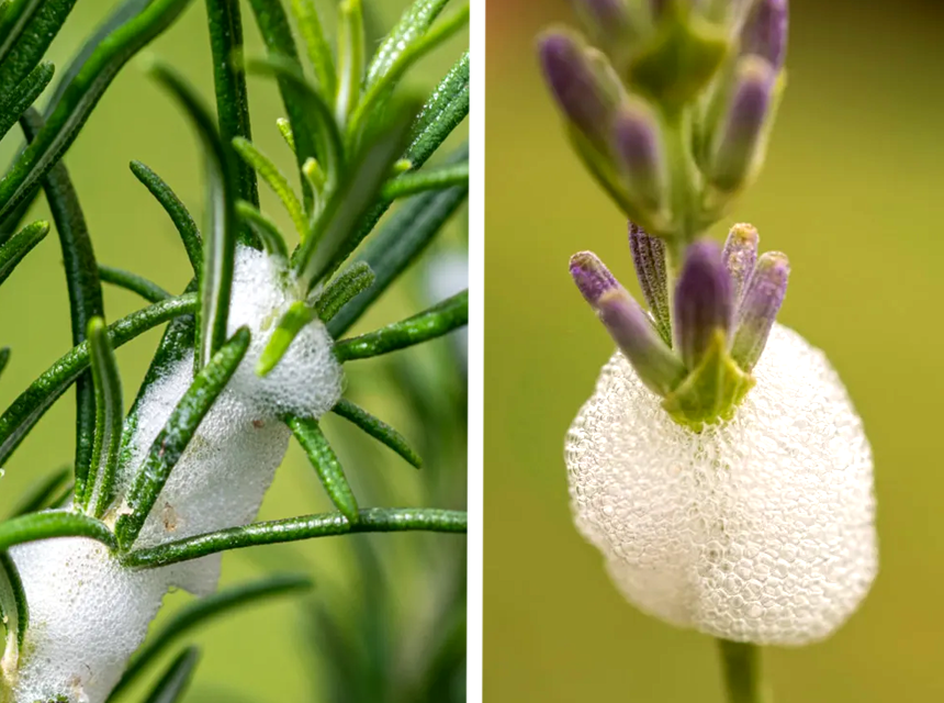 How to Get Rid of Spittlebugs in the Garden