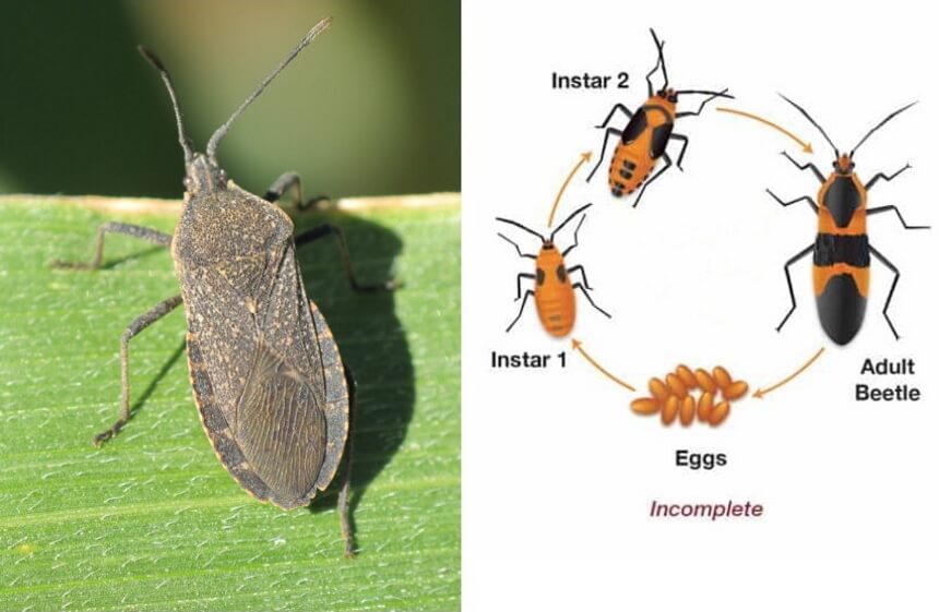 How to Get Rid of Squash Bugs: 8 Proven Methods