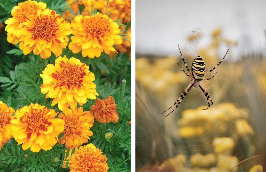 How to Get Rid of Squash Bugs: 8 Proven Methods