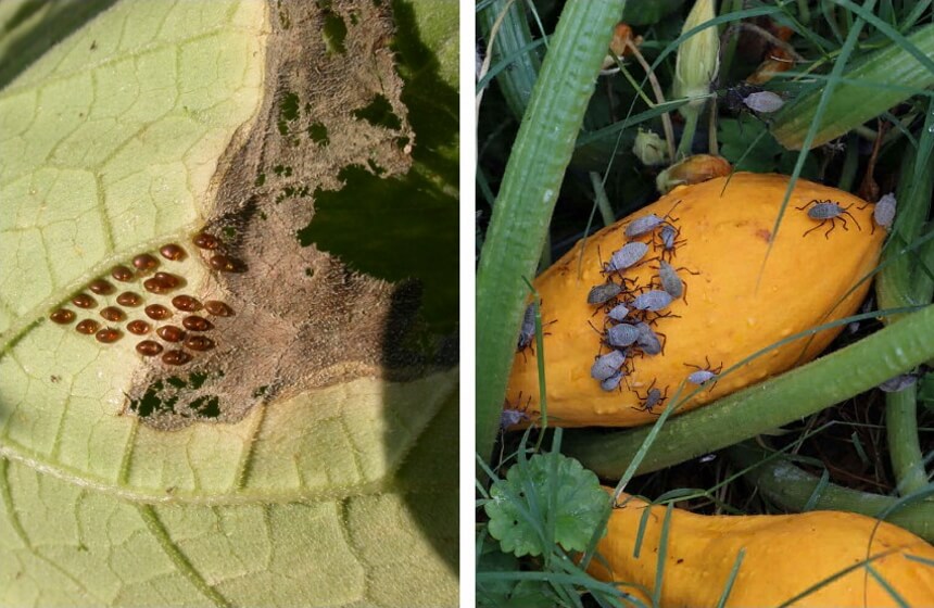 How to Get Rid of Squash Bugs: 8 Proven Methods