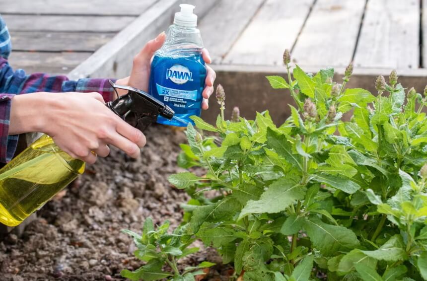 How to Get Rid of Squash Bugs: 8 Proven Methods