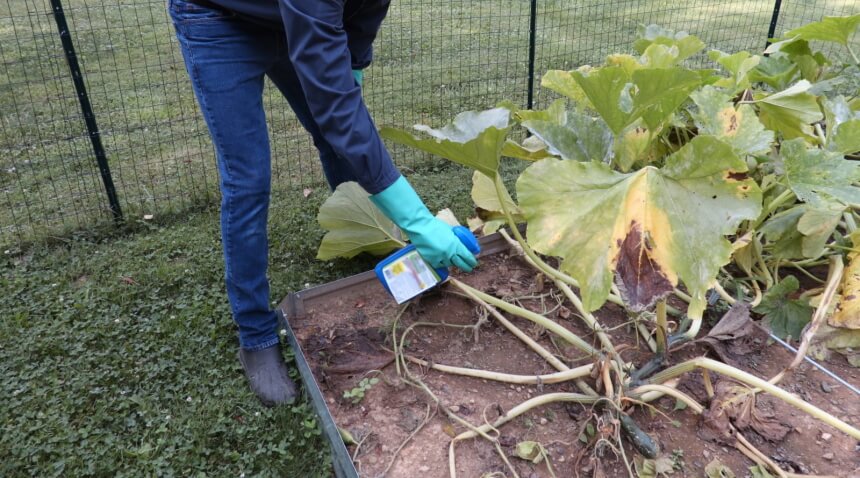 How to Get Rid of Squash Bugs: 8 Proven Methods