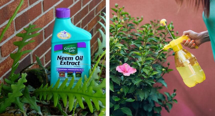 How to Get Rid of Whiteflies for Good!