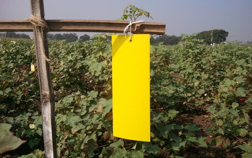 How to Get Rid of Whiteflies for Good!