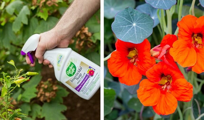 How to Get Rid of Whiteflies for Good!