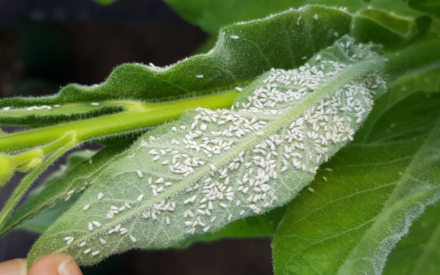How to Get Rid of Whiteflies for Good!