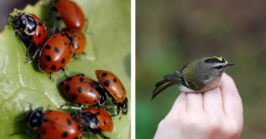 How to Get Rid of Whiteflies for Good!