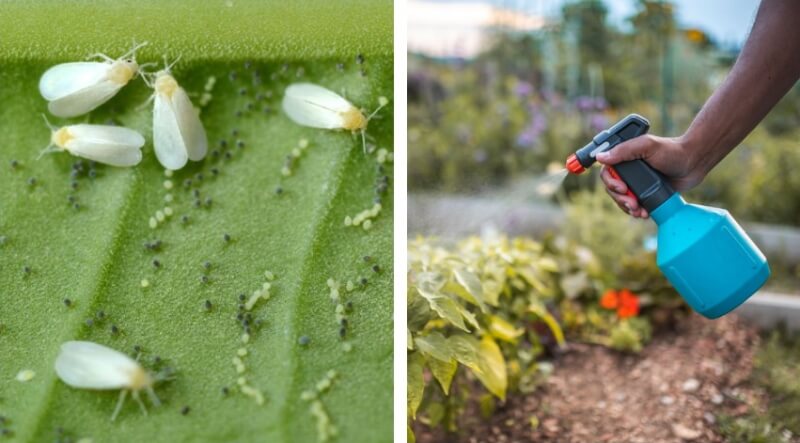 How to Get Rid of Whiteflies for Good!