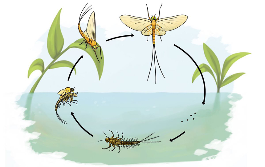 How to Get Rid of Mayflies: Natural and Non-Natural Sollutions