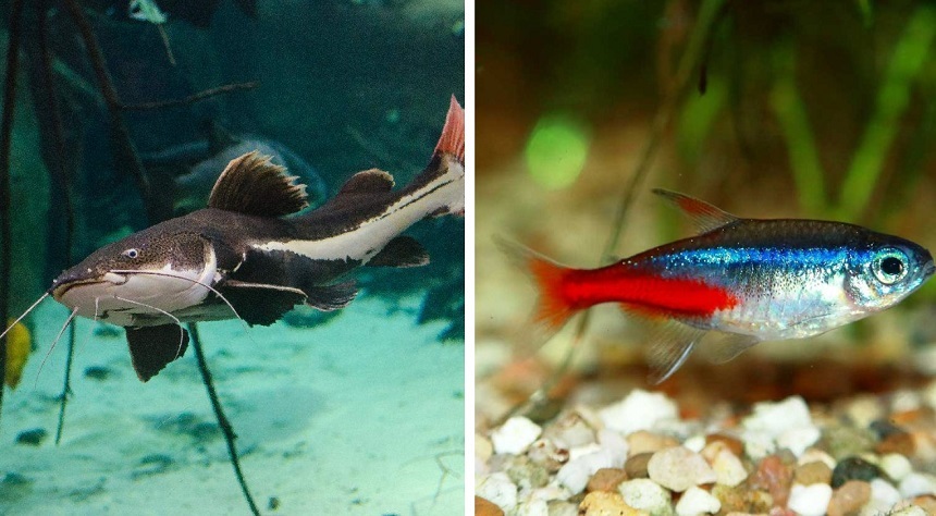 How to Get Rid of Snails in Your House and Yard