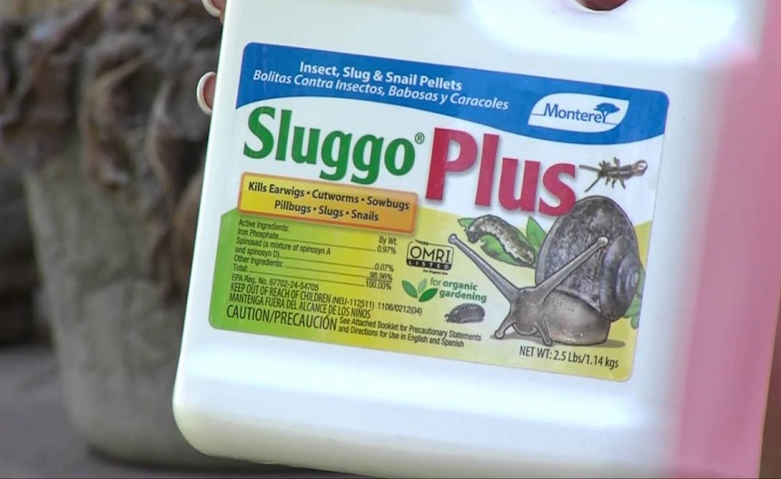 How to Get Rid of Snails in Your House and Yard