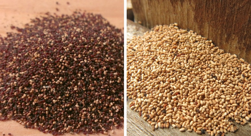 Termite Droppings: What Do They Look Like, and How to Deal with Them?