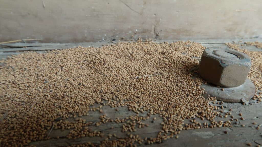 Termite Droppings: What Do They Look Like, and How to Deal with Them?