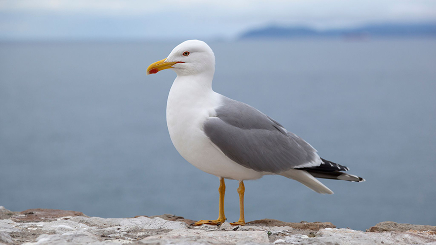 How to Get Rid of Seagulls in Your Yard, on Dock, Boat, Roof or Beach!