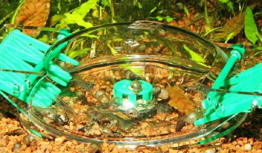 How to Get Rid of Snails in Your House and Yard