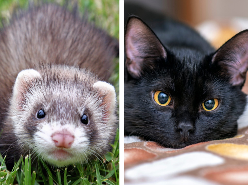 What Smell Do Rats Hate the Most?