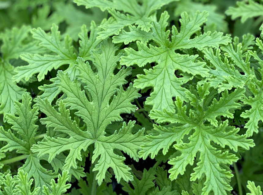 What Smell Do Rats Hate the Most?