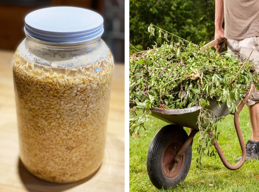 What Smell Do Rats Hate the Most?