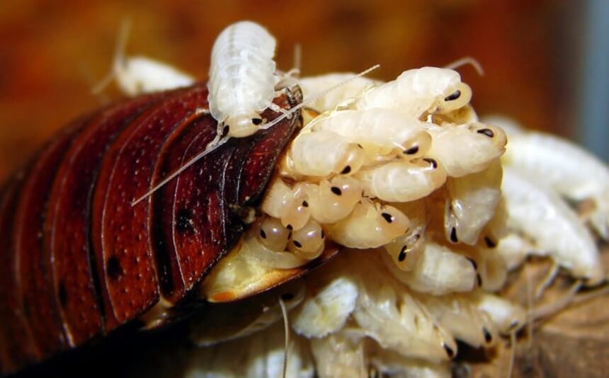 What You Need to Know About White Roaches