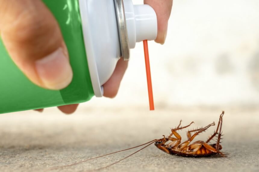 What You Need to Know About White Roaches