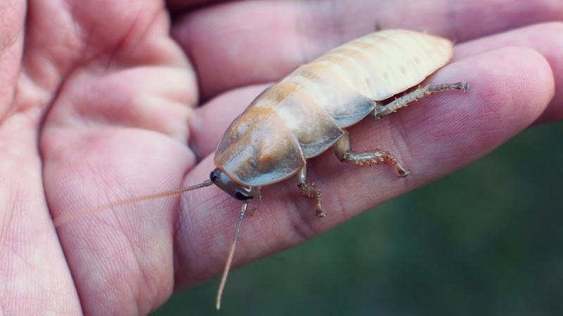 What You Need to Know About White Roaches
