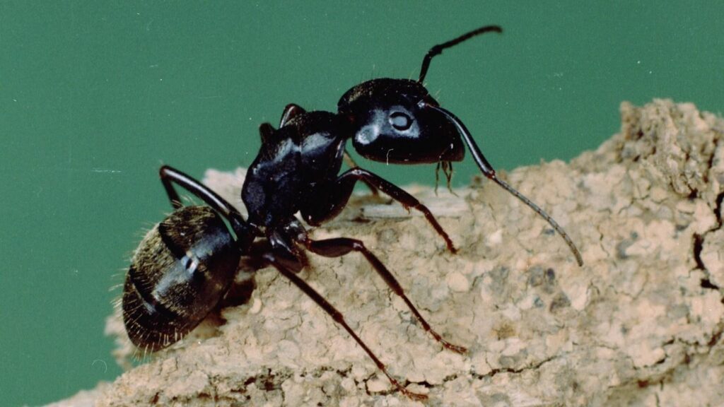 How to Get Rid Of Black Ants - Permanent Solutions & Home Remedies
