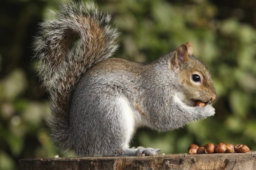 Chipmunk vs. Squirrel: The Difference Explained