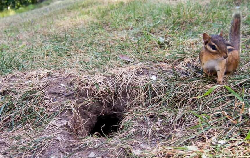 Chipmunk vs. Squirrel: The Difference Explained